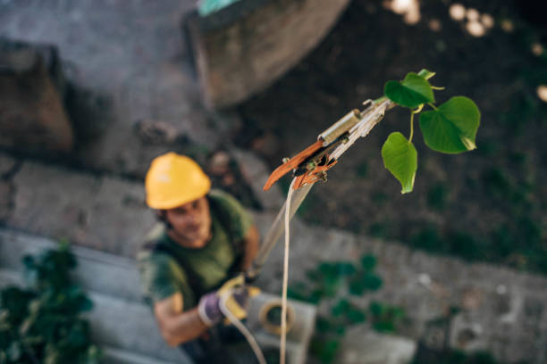 How Our Tree Care Process Works  in Chester Gap, VA